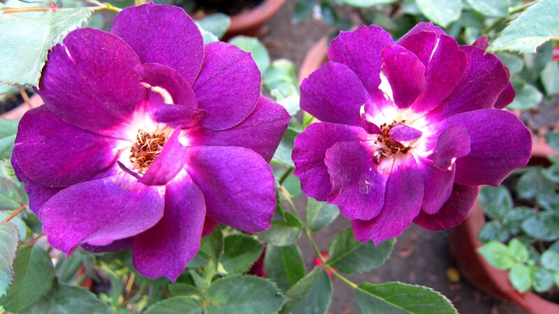 Purple Roses in Bloom — Calm, Afternoon