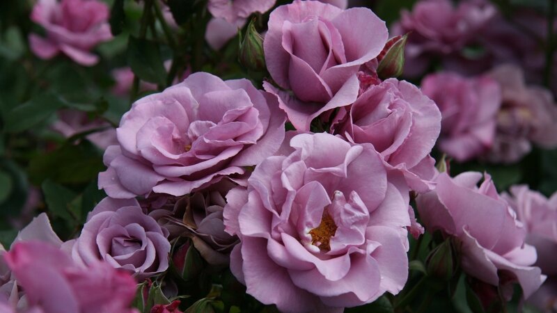Purple Roses in Bloom — Calm, Photograph, Buds, Leaves