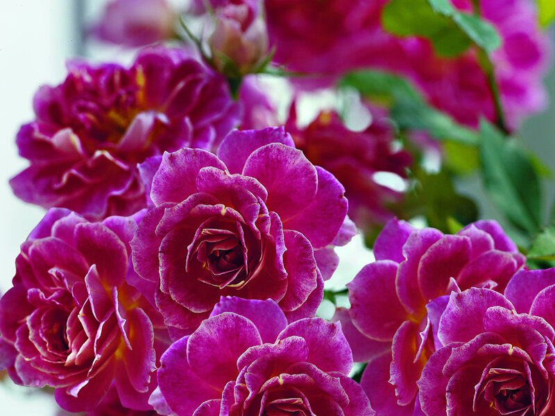 Purple Roses in Bloom — Calm, Photograph, Buds