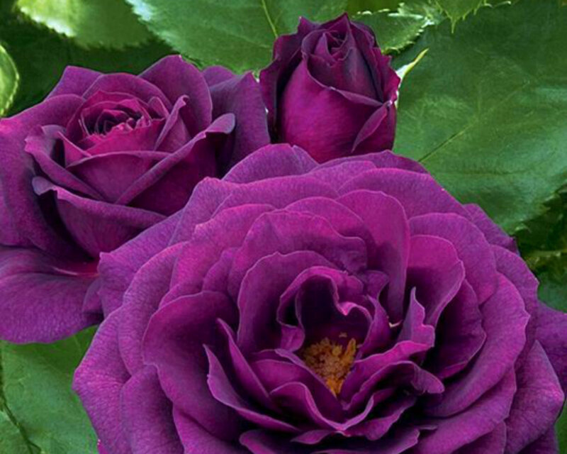 Purple Roses in Bloom — Calm, Photograph, Green Leaves