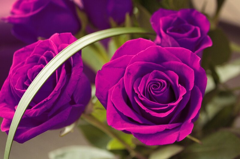 Purple Roses in Bloom — Calm, Photograph