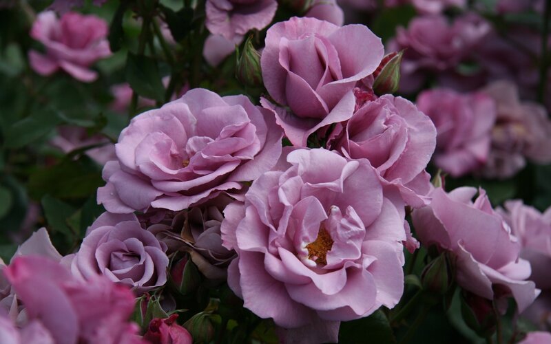 Purple Roses in Bloom — Calm, Spring, Photograph, Flowers
