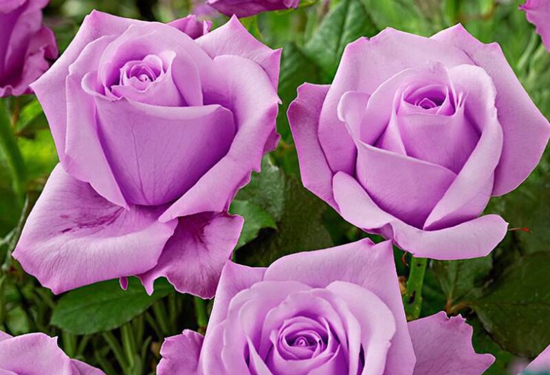 Purple Roses in Bloom — Calm, Spring, Photograph