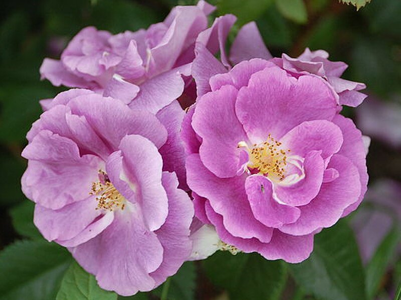 Purple Roses in Bloom — Calm, Spring