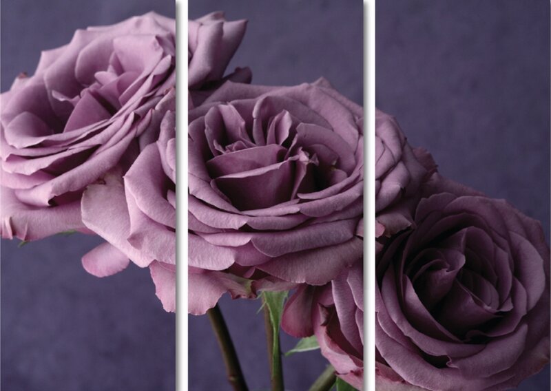 Purple Roses in Bloom — Calm