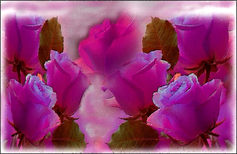 Purple Roses in Bloom — Dreamy