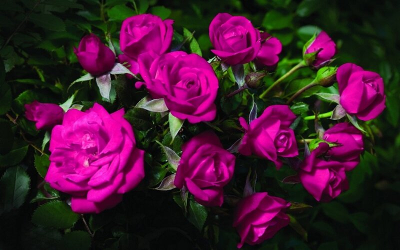 Purple Roses in Bloom — Magenta, Dramatic