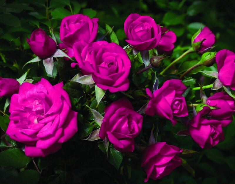 Purple Roses in Bloom — Magenta, Natural