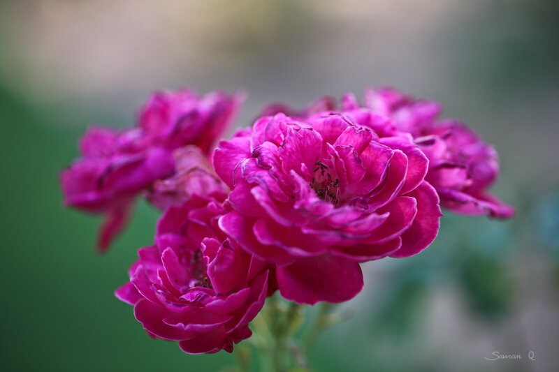 Purple Roses in Bloom — Magenta, Serene