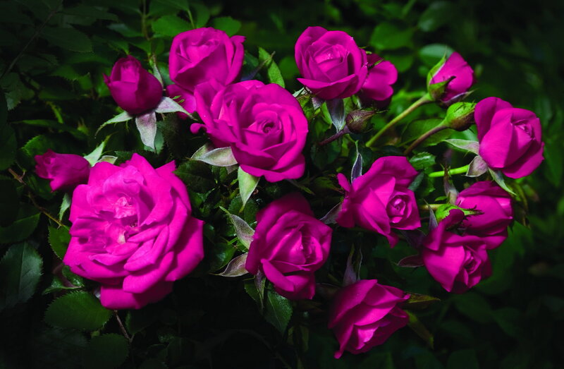 Purple Roses in Bloom — Magenta