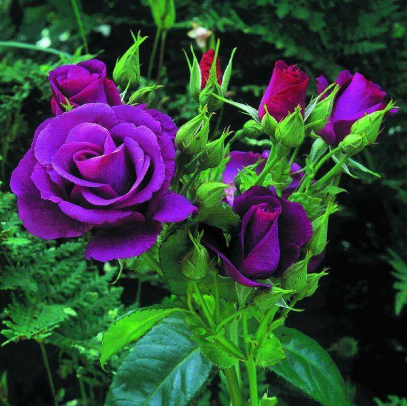 Purple Roses in Bloom — Natural, Photograph, Buds, Leaves