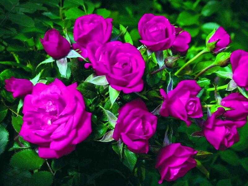 Purple Roses in Bloom — Natural, Photograph