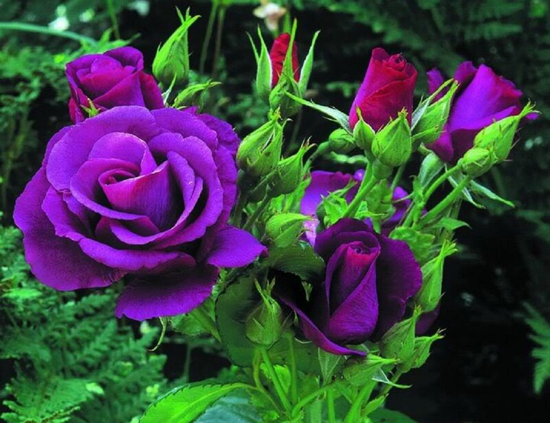Purple Roses in Bloom — Natural