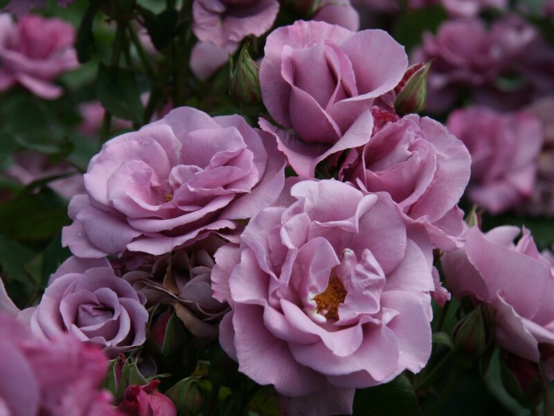Purple Roses in Bloom — Pink, Calm, Photograph