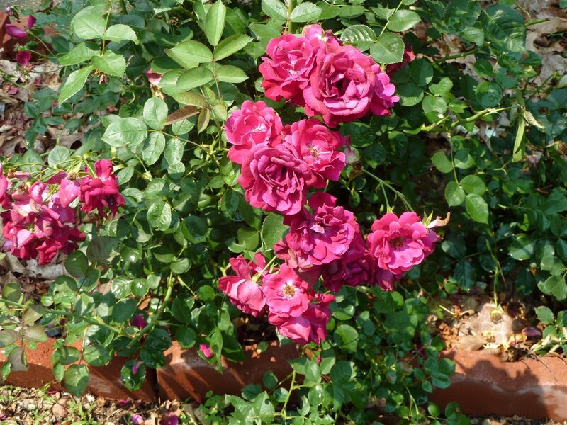 Purple Roses in Bloom — Pink, Calm