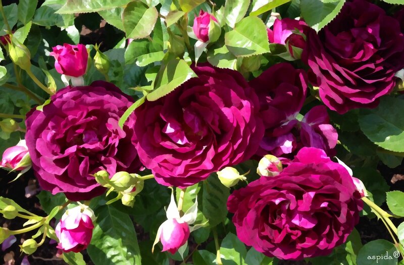 Purple Roses in Bloom — Serene, Afternoon, Photograph, Buds, Leaves