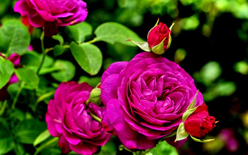Purple Roses in Bloom — Serene, Afternoon, Photograph, Buds