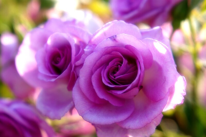 Purple Roses in Bloom — Serene, Afternoon, Photograph