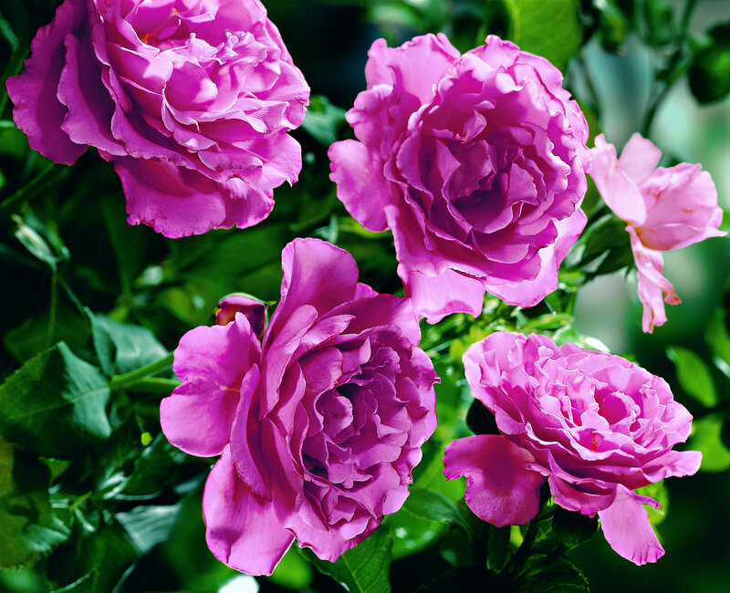 Purple Roses in Bloom — Serene, Afternoon