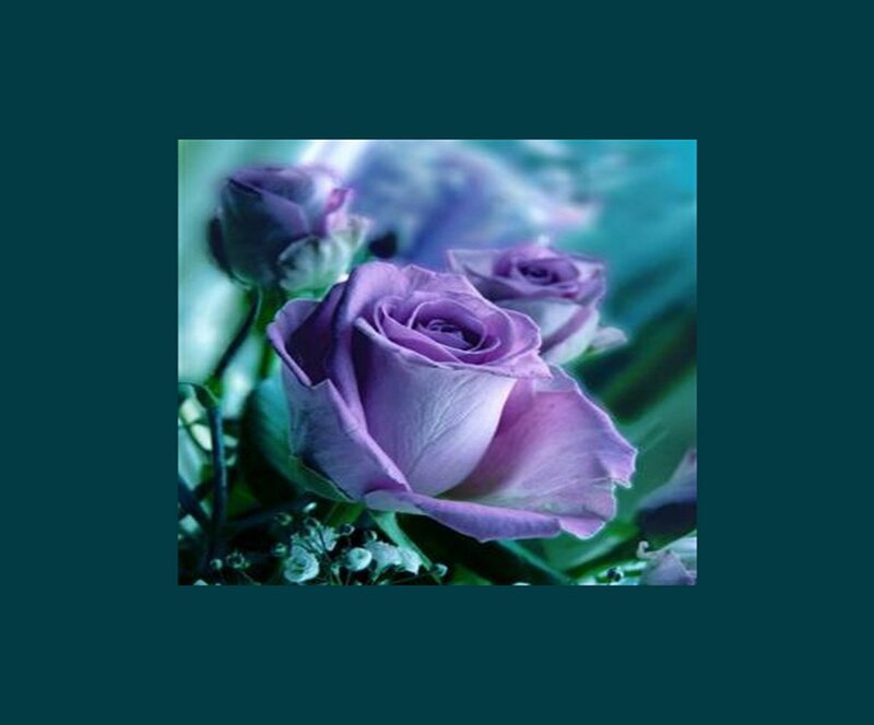 Purple Roses in Bloom — Serene, Photograph, Buds