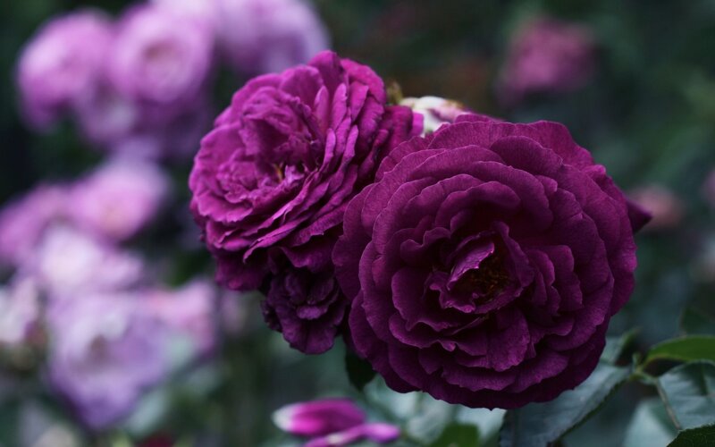 Purple Roses in Bloom — Serene, Photograph, Flowers, Leaves