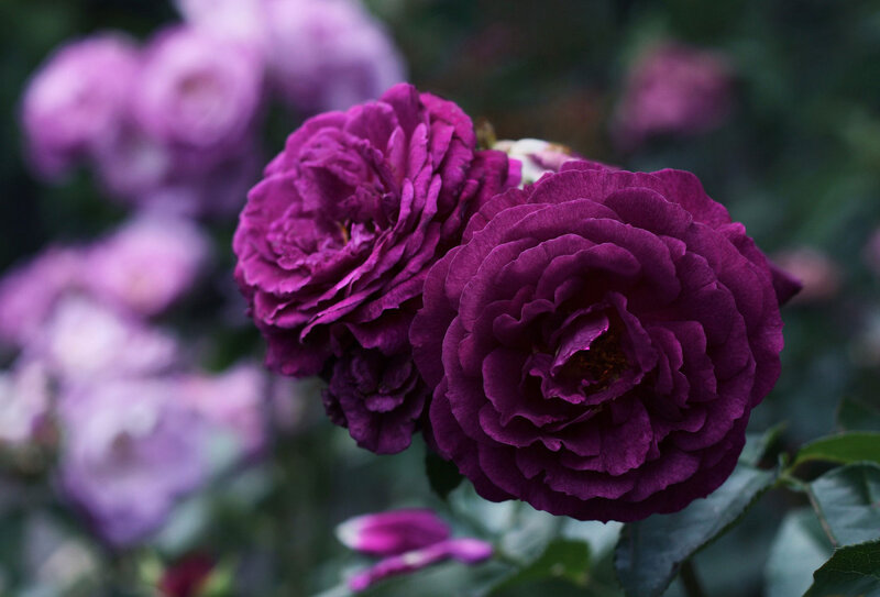 Purple Roses in Bloom — Serene, Photograph, Flowers