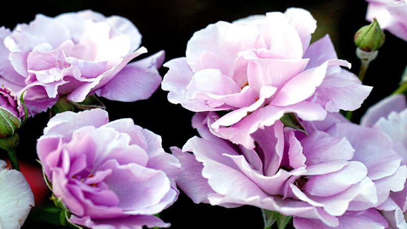 Purple Roses in Bloom — Serene, Photograph