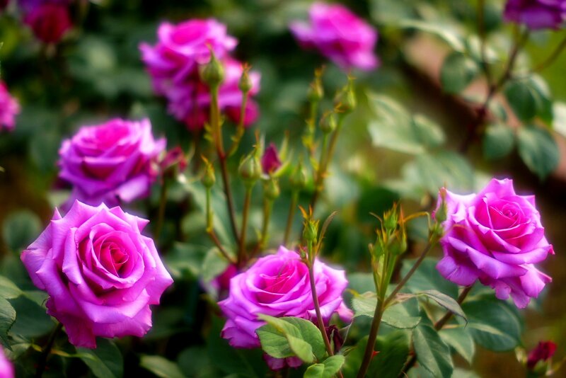 Purple Roses in Bloom — Serene, Spring