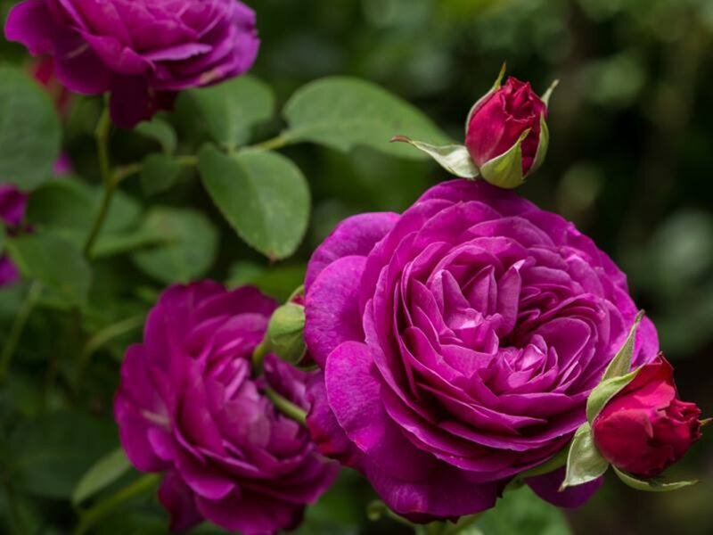 Purple Roses in Bloom — Serene, Summer