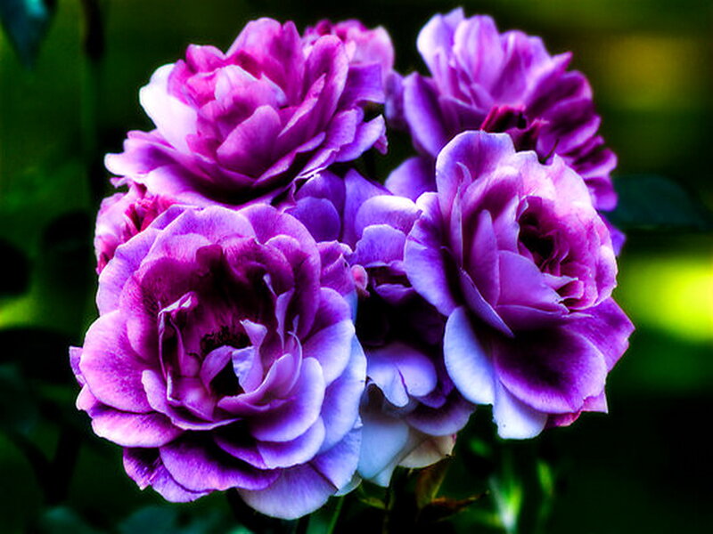Purple Roses in Bloom — Vibrant