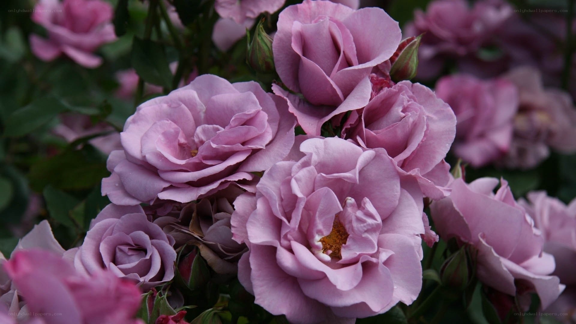 purple roses in bloom