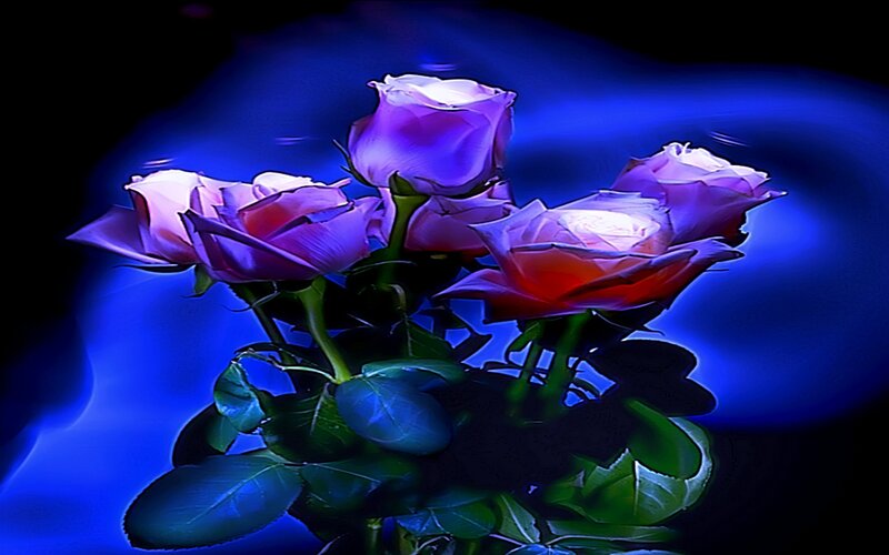 Purple roses in blue light