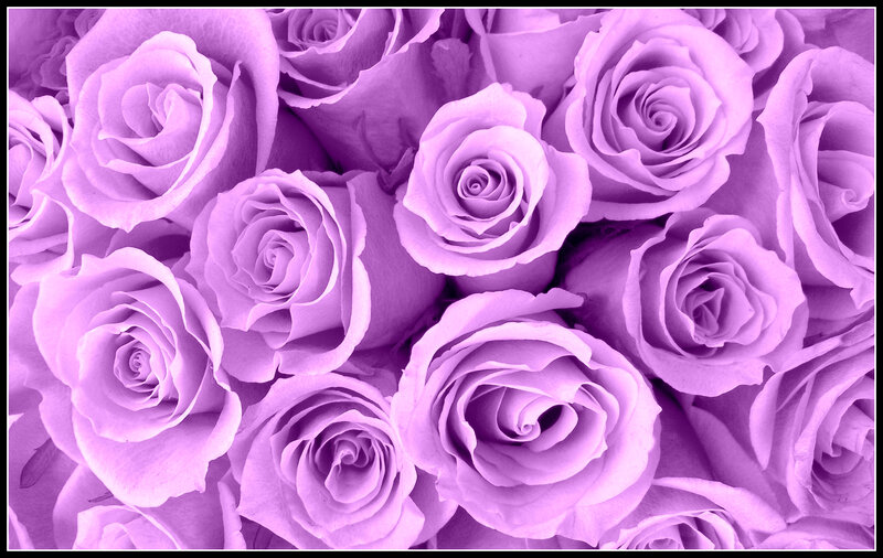 Purple Roses in Bouquet — Calm, Photograph, Flowers