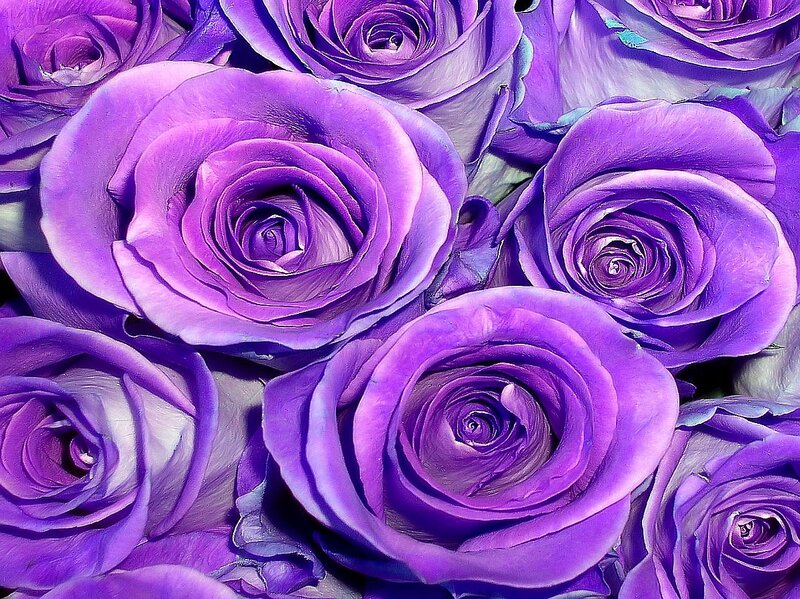 Purple Roses in Bouquet — Calm
