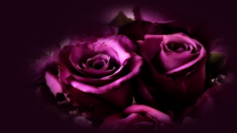 Purple Roses in Bouquet — Dramatic
