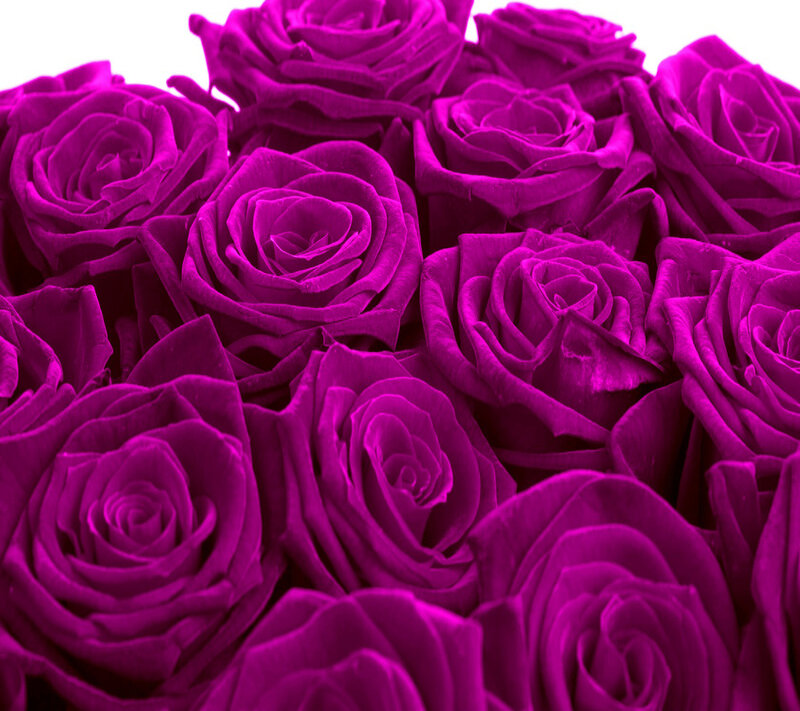 Purple Roses in Bouquet — Magenta