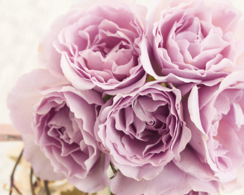 Purple Roses in Bouquet — Soft