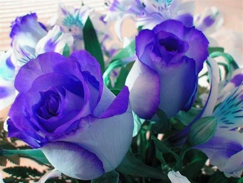 Purple Roses in Bouquet