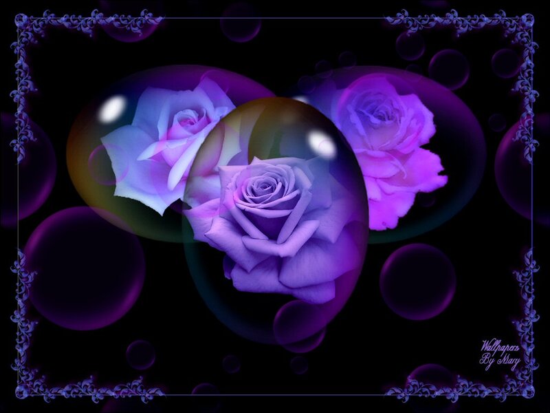 Purple Roses in Bubbles