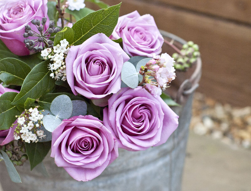 Purple Roses in Bucket — Calm, Photograph