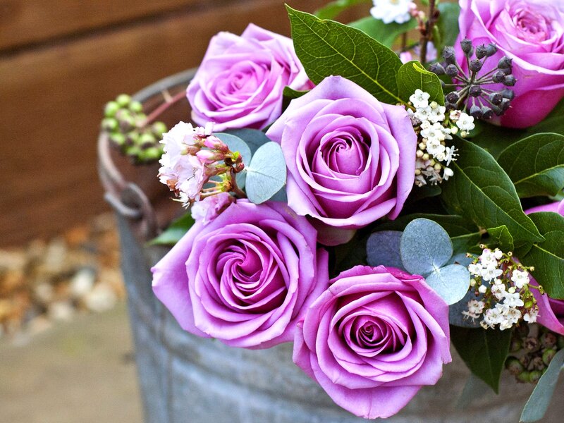 Purple Roses in Bucket — Calm