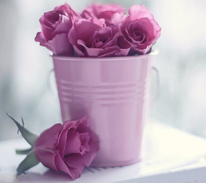 Purple Roses in Bucket