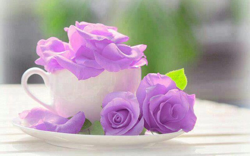 Purple Roses in Cup