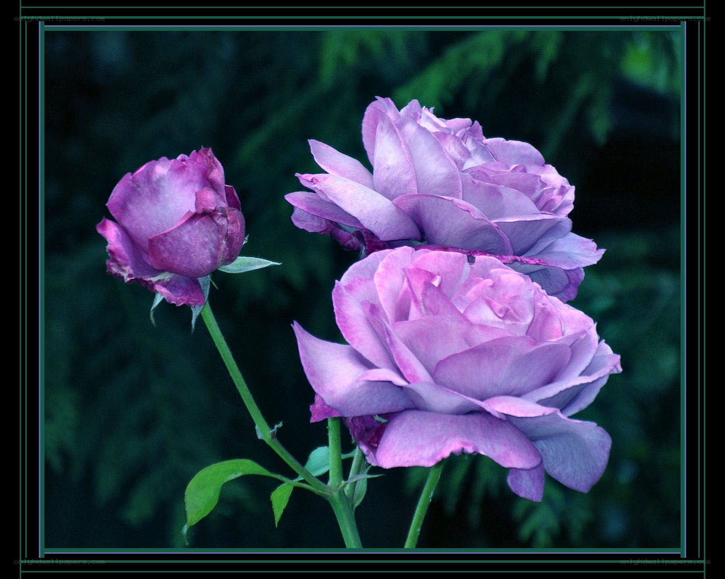 Purple roses in garden