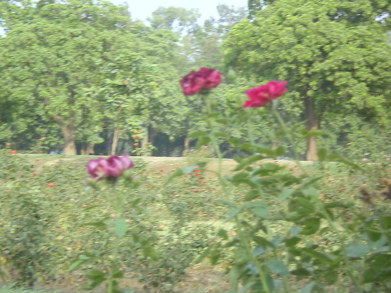 Purple Roses in Garden — Green