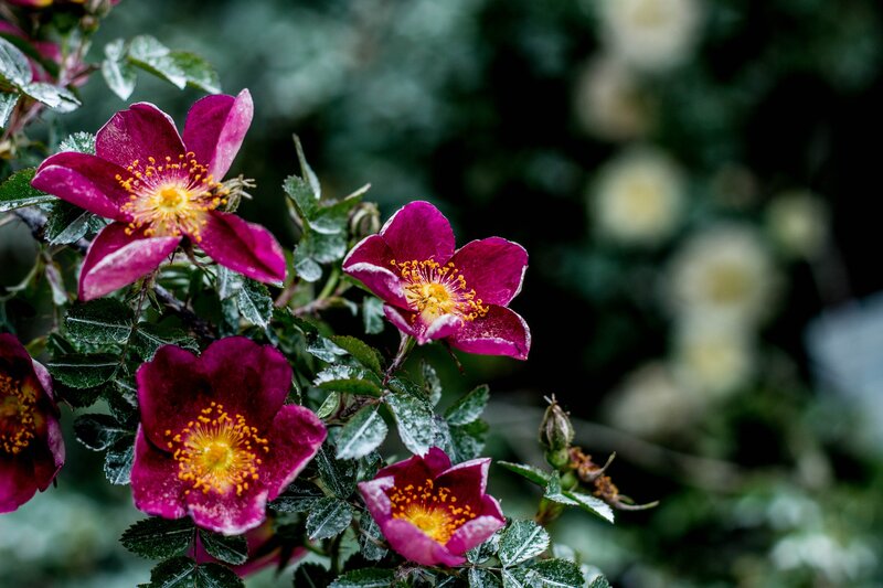 Purple roses in garden