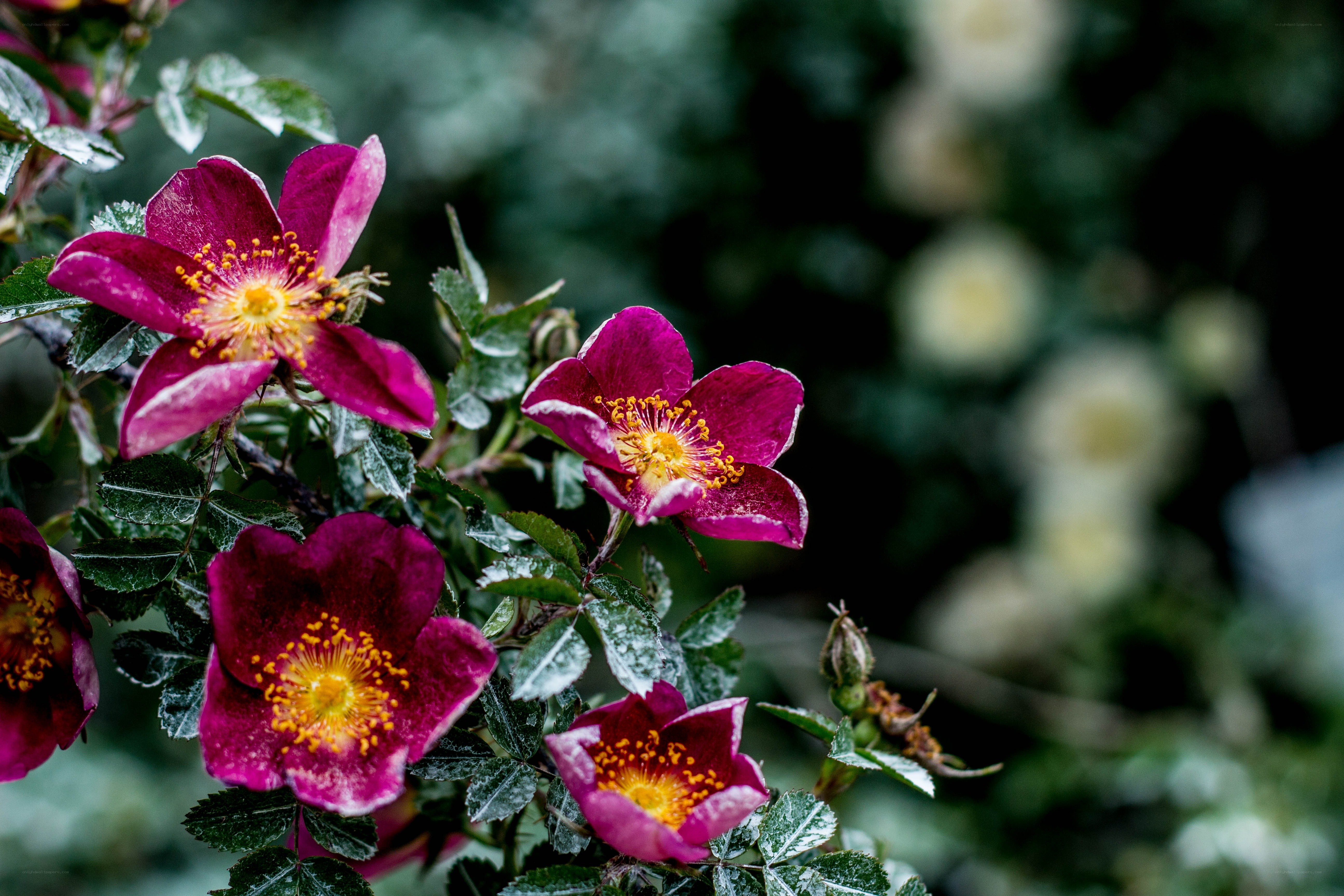 Purple roses in garden