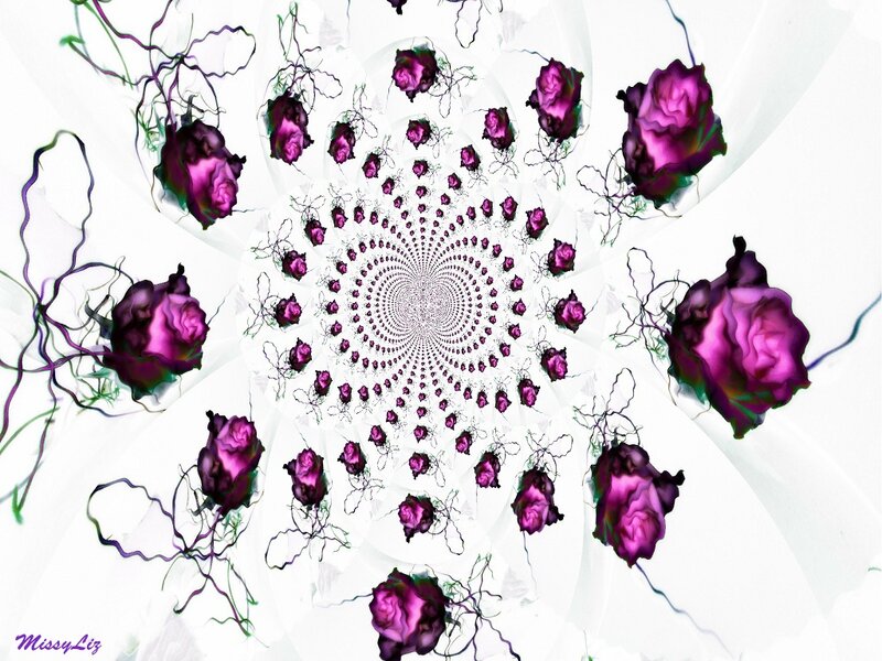 Purple Roses in Spiral