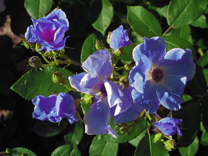 Purple roses in sunlight