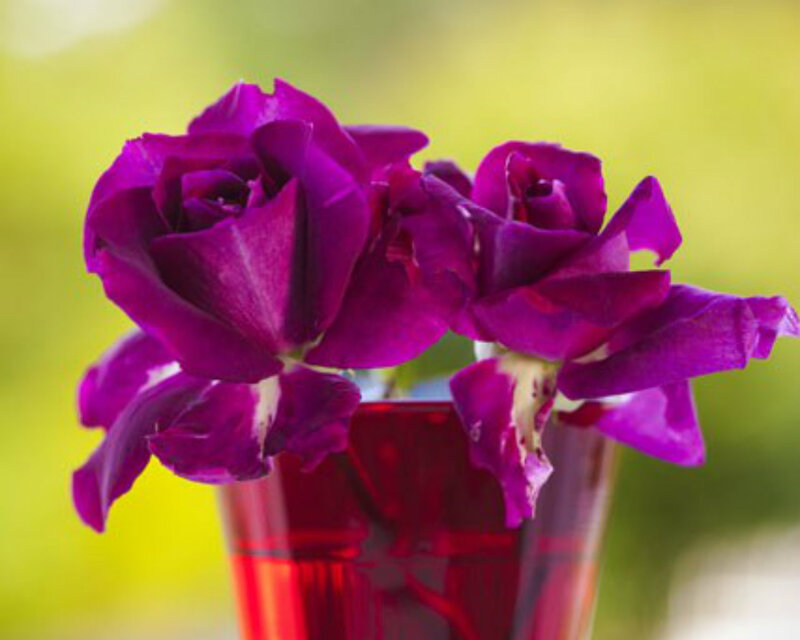 Purple Roses in Vase — Calm, Afternoon, Photograph